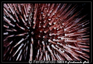 Sea urchin. by Ferdinando Meli 